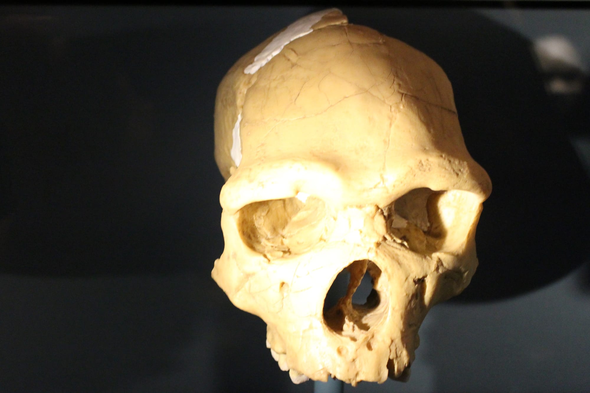 A Homo heidelbergensis skull displayed at the Natural History Museum in London, viewed from the front against a dark background.