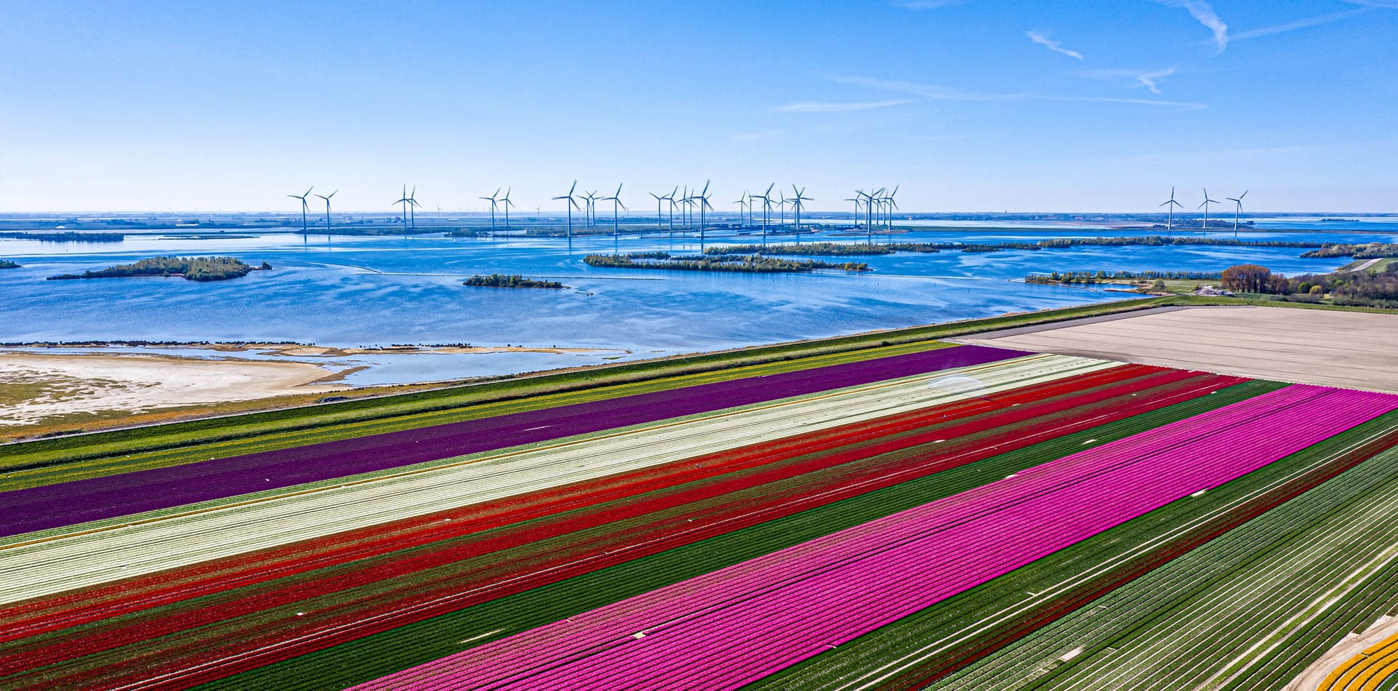 Rijen windturbines van Windpark Krammer in Zeeland met een kleurrijk bloemenveld op de voorgrond